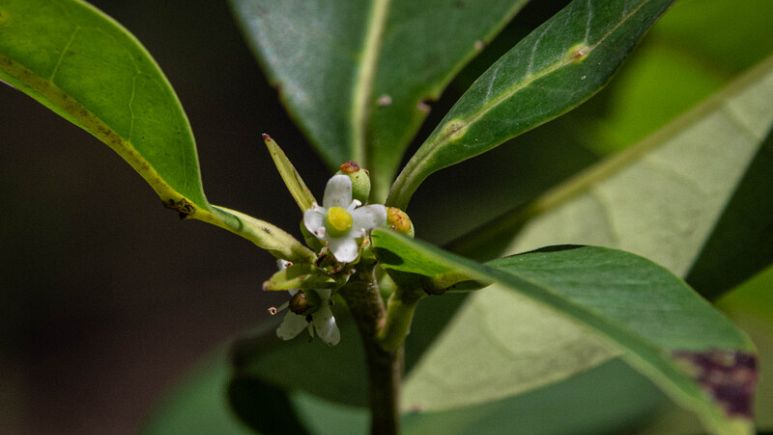 Nearly extinct Pernambuco holly tree found thriving in urban Brazil after two centuries 